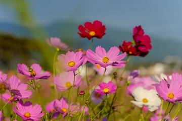 色とりどりのコスモスが彩る秋の風景