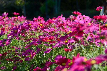鮮やかなピンクのコスモス畑が広がる風景