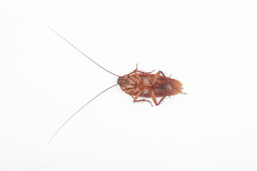 good condition dead cockroach with copyspace. Dead cockroach lying upside down on a white surface, showing legs, antennae, and body details in a close-up, isolated for pest control or hygiene-related
