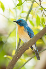 Fototapeta premium lilac roller on a branch