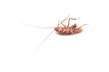 good condition dead cockroach with copyspace. Dead cockroach lying upside down on a white surface,...
