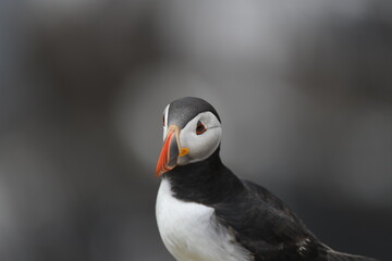 puffin