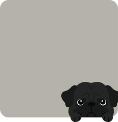 Adorable black Pug coming out of a square shape