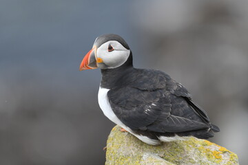 puffin