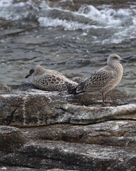 Seagulls back to back on the rocks