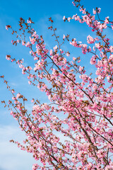 Vertical photo of blooming Japanese cherry blossoms (sakura) in Primorsky Krai, Russian Far East. Pink flowers on branches against a clear blue spring sky