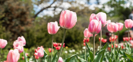 Pink tulips of the Triumph variety blooming in a flowerbed during spring. The vibrant flowers create a postcard-like scene with a blurred background and copy space