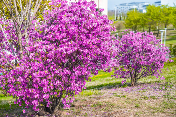 Bright blooming shrubs of Rhododendron dauricum, also called Bagulnik in Russia, with vibrant pink-purple flowers. Captured in spring, surrounded by green foliage, no people present
