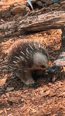 Close-up of a curious echidna foraging in Tasmanian wilderness. Native Australian wildlife, spiky monotreme in summer forest. Perfect for nature and wildlife photography backgrounds, Hobart TAS