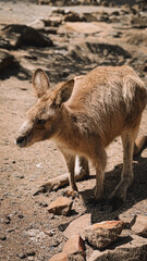 A baby kangaroo (joey) standing outdoors in a lush tropical setting, showcasing its long tail and soft brown fur. Captured in Hobart TAS, this wildlife portrait highlights the beauty of native fauna