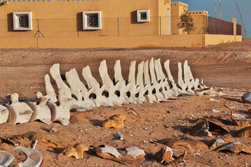 Whale bone in small village of Sahara desert with Atlantic ocean meets, Mauritania, West Africa © Sergey