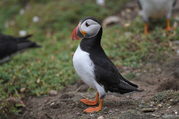 atlantic puffin