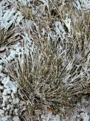 Frost-Covered Grass and Leaves in Winter Landscape