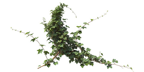 Naklejka premium Vibrant climbing vine showcasing lush green leaves against a clean white background in a natural setting