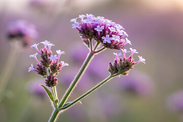Obraz premium bee on lavender