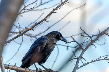 枝にとまるカラスの横顔
