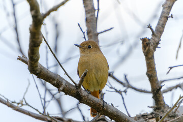 枝にとまる茶色の小鳥