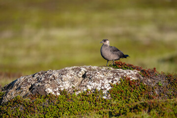 A parasitic skua stands on a viewpoint in the North Scandinavian fells