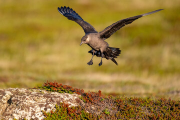 A parasitic skua flies over the North Scandinavian fells