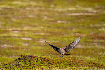 A parasitic skua flies over the North Scandinavian fells