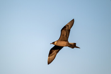 A parasitic skua flies over the North Scandinavian fells