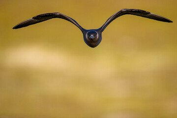 A parasitic skua flies over the North Scandinavian fells