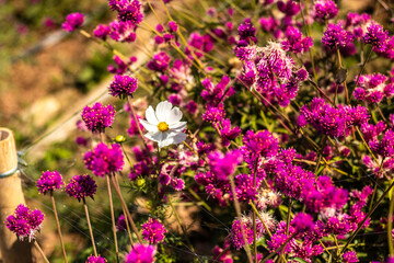 Obraz premium lavender flowers in the garden
