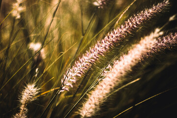 The foutain grass with the golden hour