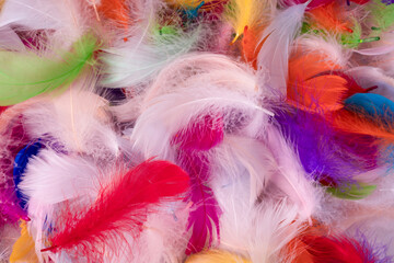 Colorful feather background, top view.