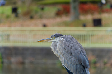 静かな佇まいのアオサギ
