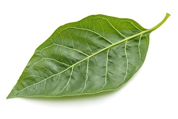 Obraz premium Leaf's Veins: Nature's Green Network