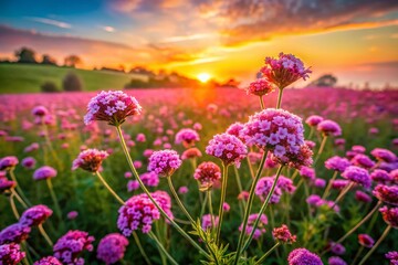 Obraz premium Aerial View of Blooming Pink Verbena Field at Sunset