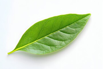 Leaf's Veins: Nature's Intricate Design