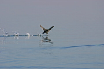 Black bird running on the lake. Eurasian Coot, Fulica atra. Blue-colored lake landscape.