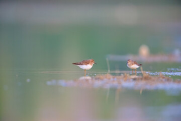 Cute little sandpipers feeding in the lake. Little Stint, Calidris minuta. Green background.