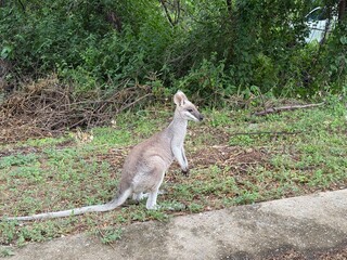 Closeup of Wallaby in front of grass