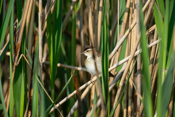 A small bird that feeds in the lake among the green-colored plants. Sedge Warbler, Acrocephalus schoenobaenus
