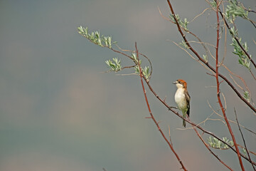 Cute little bird perched on a tree branch. Woodchat Shrike, Lanius senator.