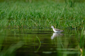 Waterfowl feeding among green-colored reed plants in the lake. Common Greenshank, Tringa nebularia