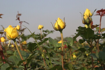 yellow colored rose plant on farm