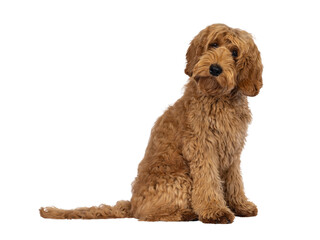 Adorable Labradoodle dog, sitting up side ways. Looking towards camera with cute head tilt. Isolated cutout on a transparent background.