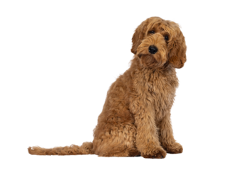 Adorable Labradoodle dog, sitting up side ways. Looking towards camera with cute head tilt. Isolated cutout on a transparent background.