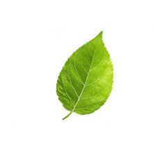 A vibrant green leaf isolated on a white background showcasing its natural beauty., isolated on a transparent background.