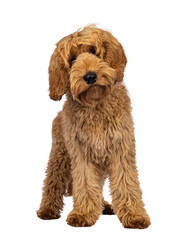 Adorable Labradoodle dog, standing up facing front. Looking towards camera with a cute head tilt. Isolated cutout on a transparent background.