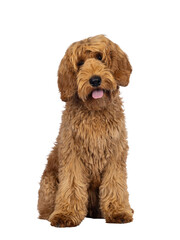 Adorable Labradoodle dog, sitting up facing front with tongue out. Looking towards camera. Isolated cutout on a transparent background.