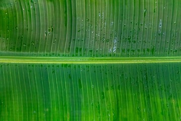 Natural tropical banana leaf texture
