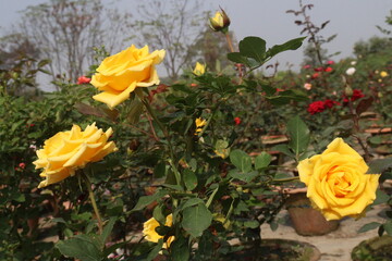 yellow colored rose plant on farm