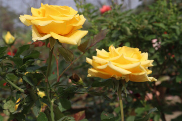 yellow colored rose plant on farm