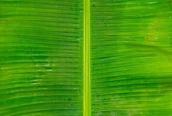 Natural tropical banana leaf texture