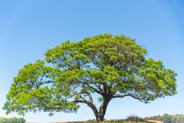 Fototapeta premium Dirt road in agricultural areas in southern Brazil